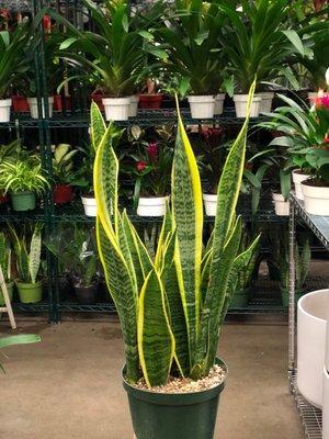 Biggest selection of Snake Plants!!