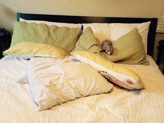 Jasmine loves to sleep in mom and dad's bed at night : )