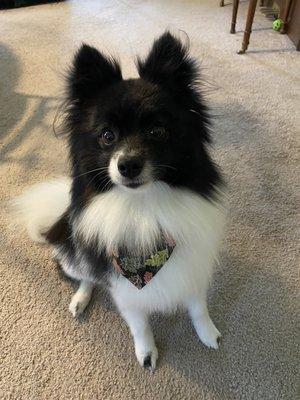 Fresh fur cut and a fall bandanna!