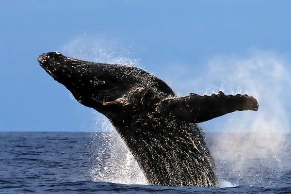 Humpack Whale breaches in Kawaihae