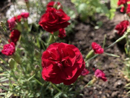 Red flowers