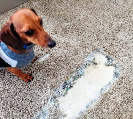 Pet Damage Carpet Repair