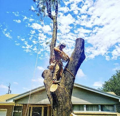 Safely and efficiently removing a tree near a home.