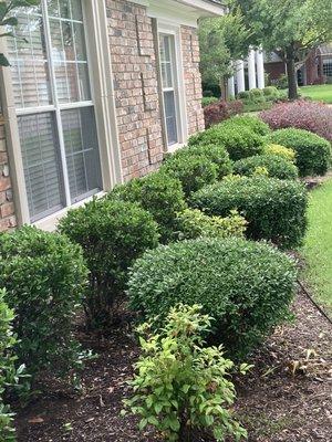 Before and after shrub trimming