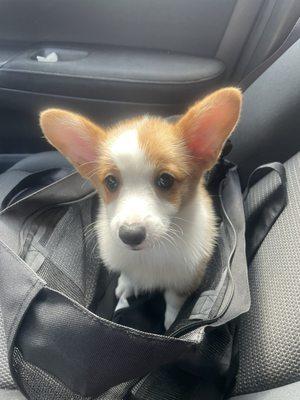 Corgi