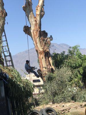 Eucalyptus tree trimming