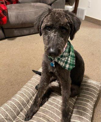 Dog,grooming,banana,green,doodle