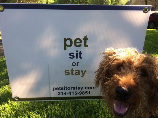 pet sit or stay