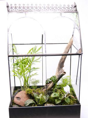 We do carry wariadian cases terrariums - this was a special order