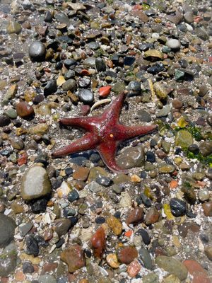 Tacoma DeMolay Sandspit Nature Preserve