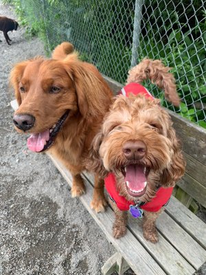 Henry and Gus enjoying themselves.