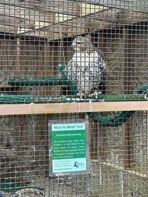 Red tailed hawk