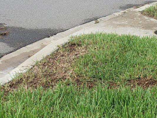 Me & wife pulled the weeds.