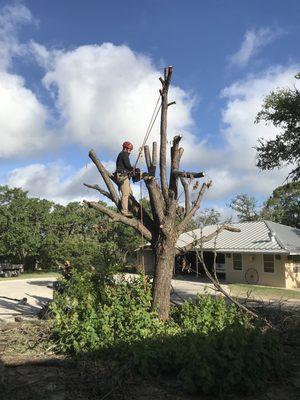 Removal of a dead tree