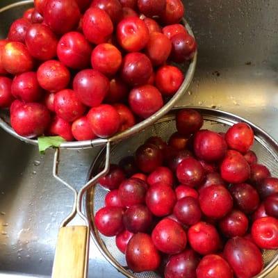 freshly picked cherry plums from our neighbor Kathrine's backyard about 2 make their way in2 r best selling jam, Wedgewood Plum