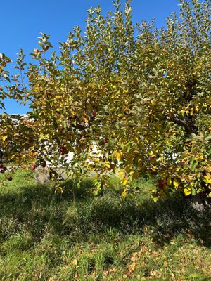 One of many apple trees. High quality!