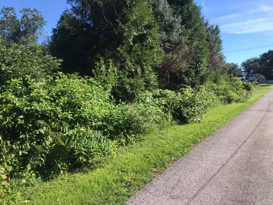 Hedge row that we cleared