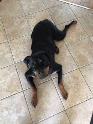 My Rottweiler, Alibi.