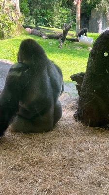 As he eats, his back is to us. Privacy, PLEASE!