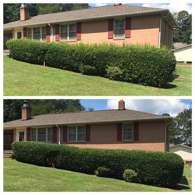 Before and after. Shrub trimming and lawn care