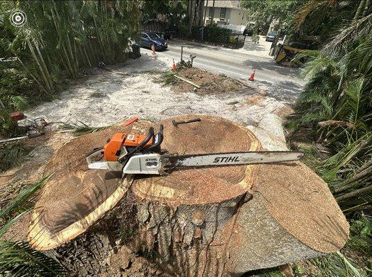 Removal on Siesta Key