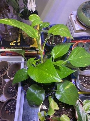 Pothos Golden