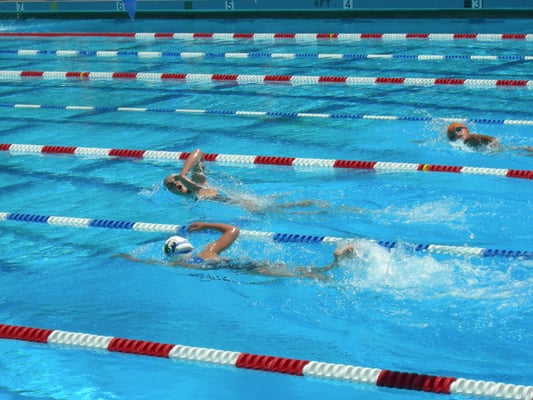 Bear Swimming