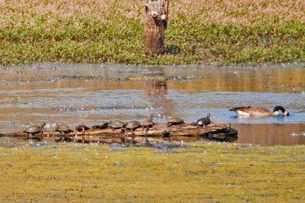 We have one of the largest populations of the endangered western pond turtle living in our year round pond.