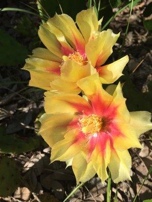 Prickly Pear Cactus Flowers