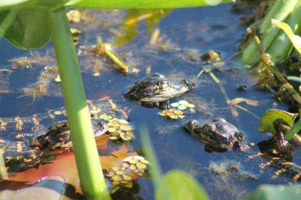 BABY ALLIGATORS AT BJ'S