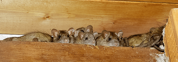 A litter of mice found in the attic.