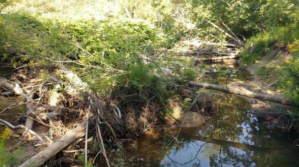 Serious erosion that toppled some trees.