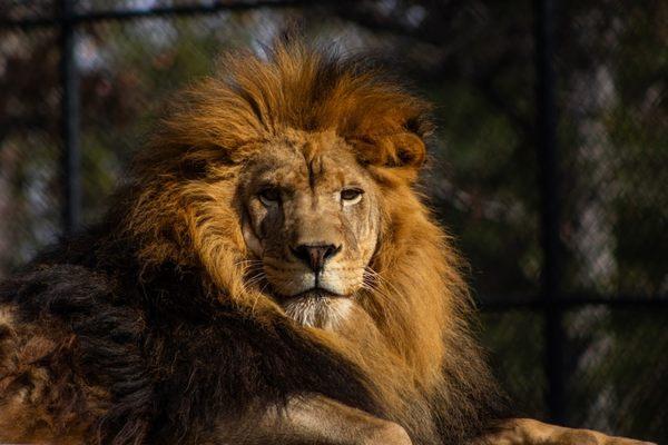 Max, the king of Tiger Creek