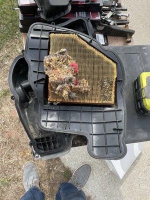 Rats nest inside of air filter, and chewed up from mice