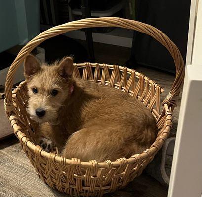 A basket full of honey!