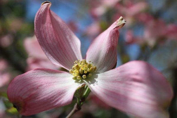 A flower photo I took at the 2022 Rochester Lilac Festival.