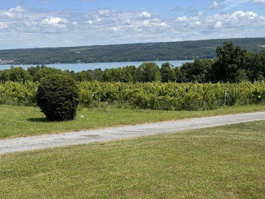 Vineyards down to Cayuga Lake