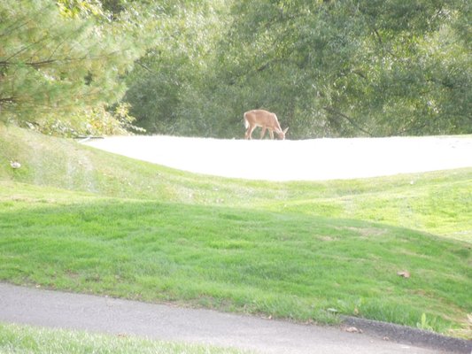 one of three deers I saw yesterday