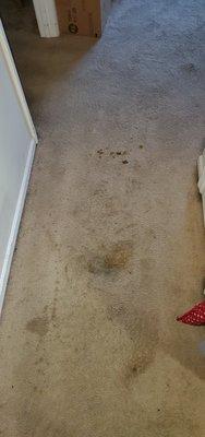 Assistant living home coffee stains before