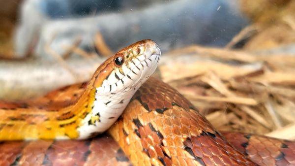 Corn snake