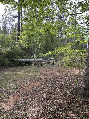 Downed tree