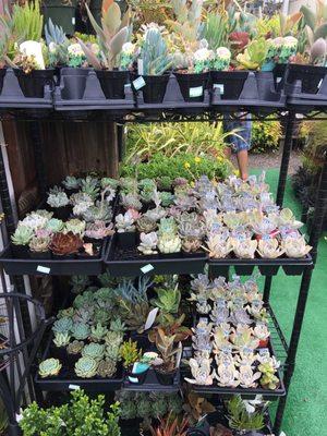 The succulent selection