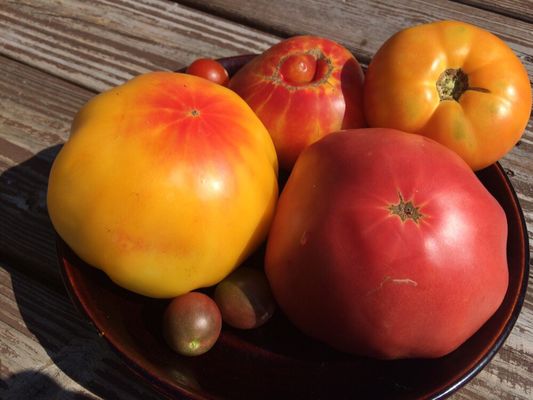 Heirloom tomato varieties that we sell.