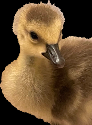 Canada goose gosling