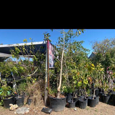 Rare fruiting trees abound