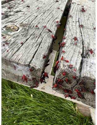 Box Elder Bug Invasion! Pest Patrol Montana offers box elder bug control and removal from homes and businesses.