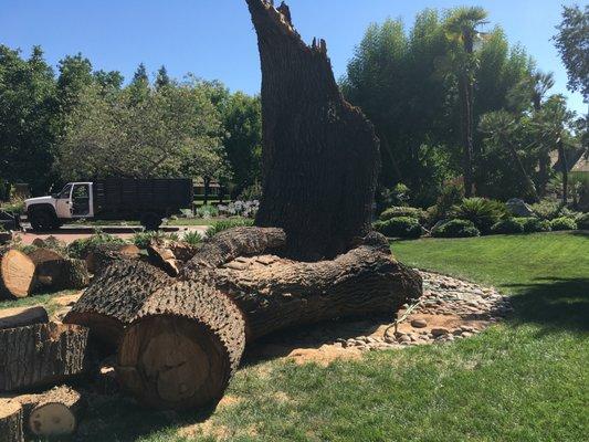 Large Oak that fell. Peter and crew handled this situation very well.