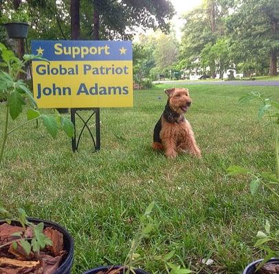 Dasha the Welsh Terrier standing by to support Global Patriot, John Adams!