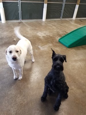 Duke and Riley having a blast in group play!