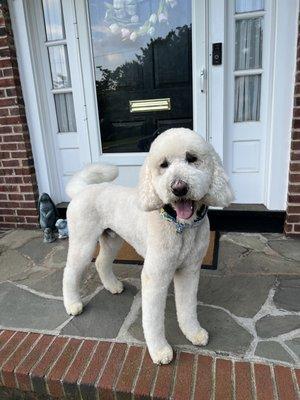 Rudy after todays haircut and groom!